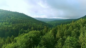 森林 航空写真 自然 - Free video on Pixabay