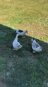 Pepsi Nitro review #Narrowayhomestead #homesteadtoktok #offgridlife #nitropepsi #pepsi #cola #soda #pop #foodreview | Nate Petroski