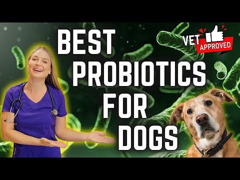 The BEST PROBIOTICS for your DOG'S gut? | Vet Explains