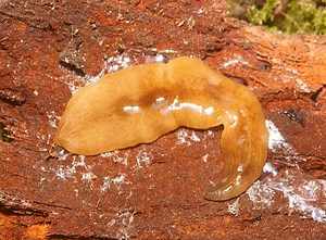 Planarias: características, reprodução, alimentação, espécies - Maestrovirtuale.com