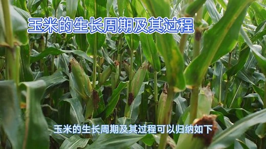 玉米的生长周期及其过程