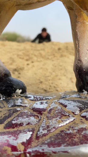 Camel Survival: Retrieving Food from Under a Camel