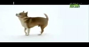 Dogs 101: Chihuahua