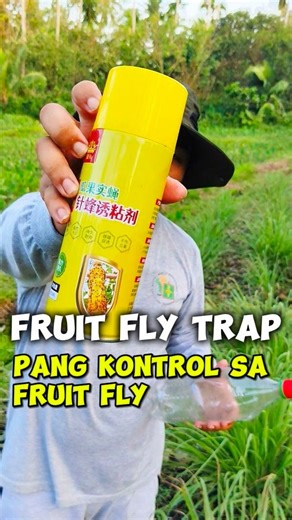 🍊🐝 Fruit Fly Problem? SOLVED! 🐝🍊 Say goodbye sa pesteng fruit fly na sumisira ng harvest mo! Introducing Fruit Fly Trap Attractant 👇 ✅ Instant attract & trap ✅ Non-toxic, safe sa paligid, safe sa ani ✅ Effective at long-lasting (hindi ka bitin sa performance!) 💡 Perfect para sa mango, citrus, guava, at iba pang prutas na target ng fruit flies 🍋🍍🍏 Protect your fruits the natural way – no stress, no chemicals, no damage! 🌿✨ Nasa comment section ang link 👇 #fruitflytrap #fruitflycontrol 