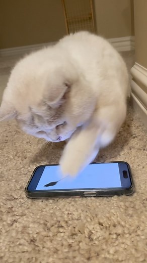 11K views · 1.2K reactions | I’m feeling like a caffeinated Coffee!  I LOVE YOU! #cats #cat #catsofinstagram #love #coffee #coffeecat | White Coffee Cat | Facebook