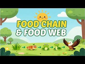 Food Chain & Food Web Explained | #foodchain #foodweb #kidslearning #scienceforkids #education