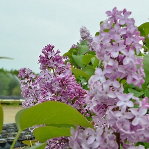 Common Purple Lilac