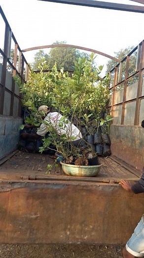 34 reactions | The first lot of 100,000 fruit tree plantation project in Mumbai arriving tomorrow with 1500 Lemon Tree of Balaji variant which will had value to the livelihood of poor farmers living around Mumbai. Thank you so much for supporting the cause and for details please call me | Mission Green Mumbai | Facebook