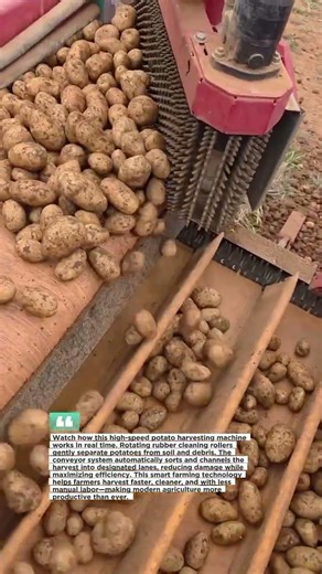 High-Speed Potato Harvesting Machine | Satisfying Farm Technology US #farming #harvest #agriculture