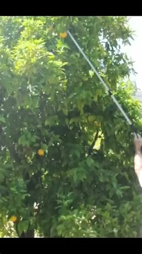 Our top selling tool for a reason! The Telescopic Cut and Hold Pruner...