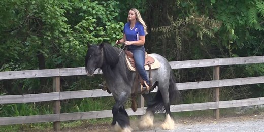 Grown Here at Home: How the women at Bedford County farm care for Gypsy Vanner horses