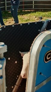  Efficient Sheep Handling with Clipex  Streamline your sheep...