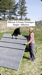 A topic not covered in any of our Canemo courses, I’ve been meaning to demonstrate A Frame training for awhile now. Here are the main components : 1. Make sure the dog is active and offering to go over a lowered, easy A frame. I do this by first just rewarding front feet, and once that’s offered, help with a leash on a flat collar to complete the climb. 2. Using the leash on a flat or dead ring prong, begin to brake the dog at the top, placing one or two pieces of food on the 1st and/or 2nd rung
