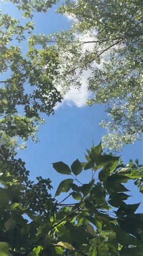 Cicada Sounds