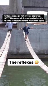 277K views · 788 reactions | Reflexes are involuntary, rapid, and...