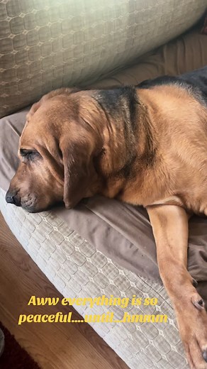 The bloodhound life on TikTok