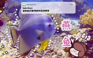 【潜水识鱼】请签收这只喜欢和潜水员互动的尖翅燕鱼Longfin Batfish