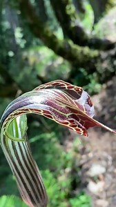 278K views · 5.2K reactions | Himalayan Cobra Lily - The plant that thinks it’s a snake  #IncredibleIndia #Himachal VC: Dharamveer Meena, IFS @dharamifs_HP | TheBetterIndia | Facebook