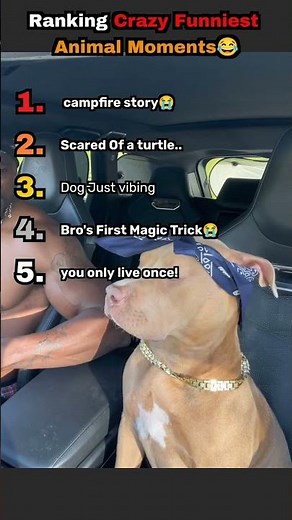The Funniest Animal Moments I've Seen Today 🐾 #funnyanimals #shorts