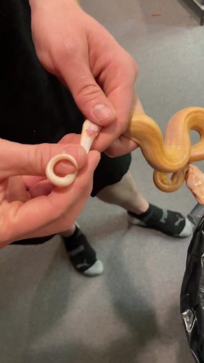 Sexing baby burmese pythons. #biggerbetterreptiles #reptilesoftiktok #reptiles #pets #animals #mypetiscoolerthanyours #bbr #snakesoftiktok #snake #burmesepython
