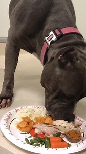 6.1K views · 164 reactions | The homeless animals Thanksgiving Feast #adopt #rescue #fyp #viral #dog #puppy #puppies # cats #kittens #pig #love #cute | Judith Coleman | Facebook