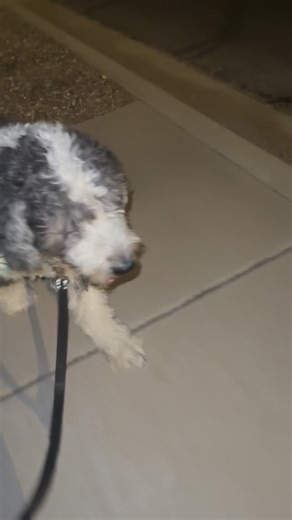 WalkingBob on Instagram: "Bob. #sheepadoodle #dogs #dogwalk"