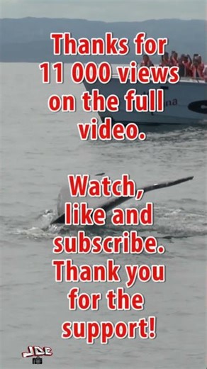 Whale watching, Dominican Republic