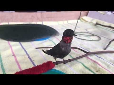 Sibley the hummingbird eats a spider