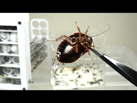公園に外来ゴキブリがいたからアリの巣にぶち込んで始末する