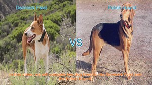 Comparing Denmark Feist and Polish Hound: A Comprehensive Guide