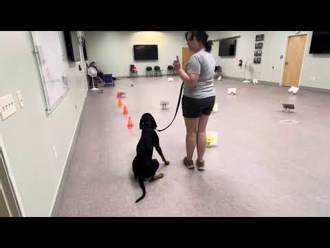 Every for AKC Novice A Rally