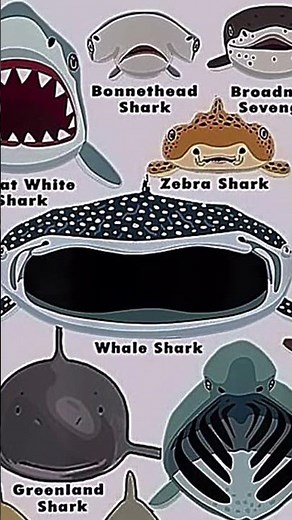 Types of sharks faces 🥶 Mako shark 🦈