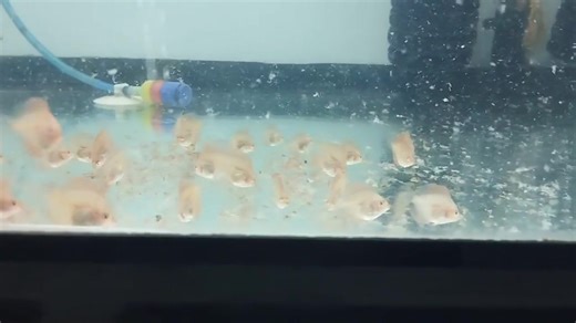 PRO Discus on Reels | Facebook