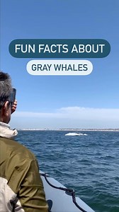 4.1K views · 451 reactions | GRAY WHALES! It’s hard to pick one thing to love about them. This annual migration lasts from December through the end of April - here are some of our favorite facts about these whales! #graywhales #whales #whalewatching #wildlifephotography #naturephotography #newportbeach #visitcalifornia #orangecounty #visittheoc #californiacoast #travelgrams #bucketlist #pacificocean #savetheoceans #ecotourism | Newport Landing Whale Watching | Facebook