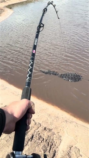 Gator hunting in Florida! #wildflorida
