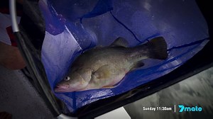 4.4K views · 50 reactions | Great fishing action from Lake Boondooma this week! Nige uses some clever technology to find the very best fishing locations. But whose spots will produce the most bounty? The AFN Fishing & Outdoors Show is on at 11.30am on Sunday on 7mate. | BCF - Boating, Camping, Fishing | Facebook