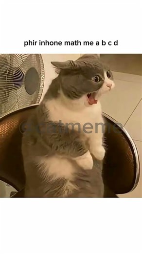 school ❌ narak ✅ #cat #popular #tweetreels #memes#sadquotes#asthetic#catmeme #catmemes#viralvideos