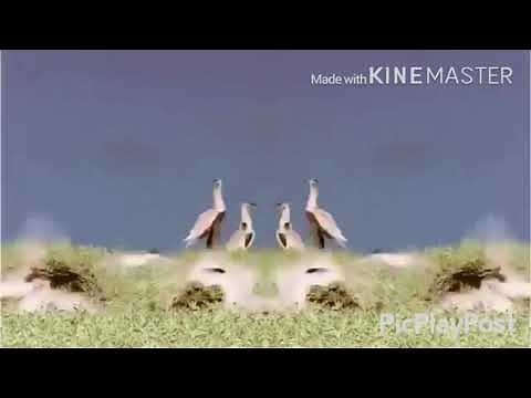 Preview 100 2l effects