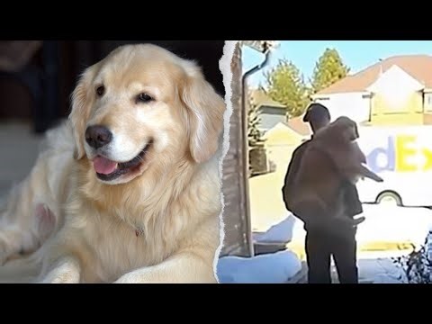 FedEx Driver Saves Dog After Door Blows Open—The Camera Caught It All