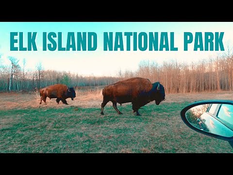 [4K] Elk Island National Park | Alberta, Canada | Travel & Tips