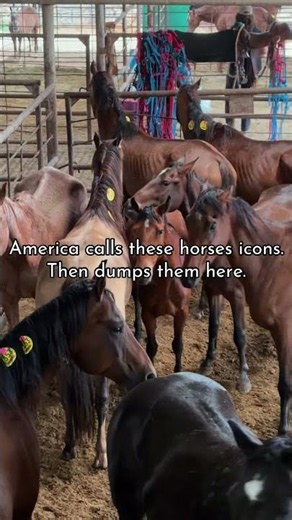 This is the last place you should find America’s Wild Horses…