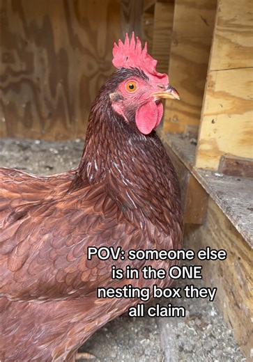 We have 14 nesting boxes… they use like 3 🙄 heifers! #backyardchickens #homesteadtiktok #chickentok