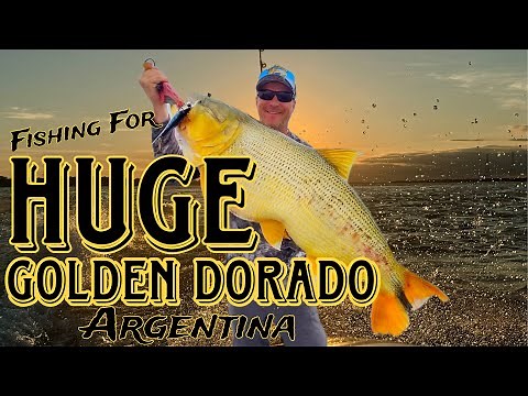 Golden Dorado Argentina | Monster Catch on the Paraná River