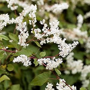 Easy to Grow Silver Lace Vine 1 Plant - Potted Hardy Deciduous Flower in a Quart Pot, Summer Fragrant White Blooms in Sun (Polygonum)