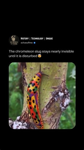 Technology | History | Unique on Instagram: "Follow (@achoesoftime) for more informative videos The Chromeleon slug--also known as the Chromodoris lochi or a similar species of chromodorid nudibranch-is a type of sea slug that belongs to the family. Chromodorididae. These creatures are often called "chromeleons" informally because of their bright changing colors that resemble a chameleon's ability to shift hues. #history #nature #insects #explore #reels #science"