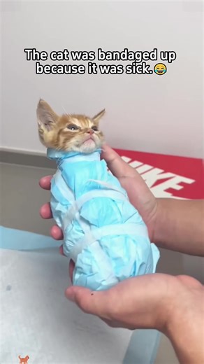 When a Cat Meets a Veterinarian: A Funny Encounter