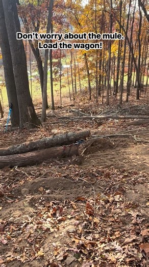#newholland T5050 with #tajfun 85A #forestry #winch pulling #firewood logs in the hills of Virginia Ryan Willock Tajfun USANew Holland Agriculture | Russ Willey