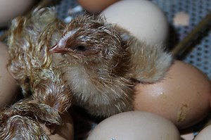 Le 16 h : le développement du poussin dans l’œuf vu de l’intérieur