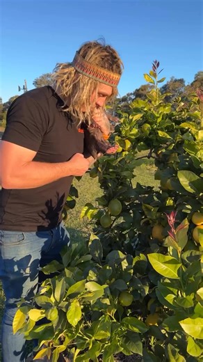 Los secretos de los mejores limones en Australia