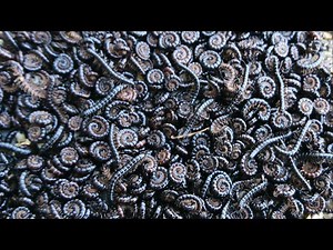 I collected a large number of millipedes and played with them.
